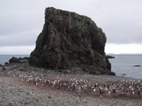 Eselspinguine bei Hannah Point