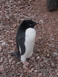 Adlie-Pinguin auf der Torgersoninsel