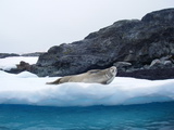 Robbe auf Eisscholle vor Skua Island