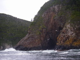 Punta Orejas, Isla Nueva