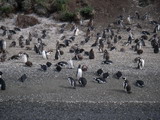 Die Pinguinkolonie auf Isla Martillo