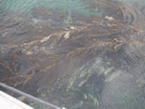Kelp, diesen Seetang sieht man überall